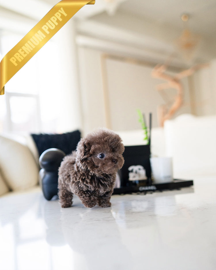 LOKI - MALE - ROLLY TEACUP PUPPIES - TEACUP PUPPY FOR SALE