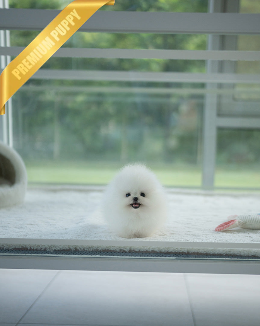 COCO - FEMALE - ROLLY TEACUP PUPPIES - TEACUP PUPPY FOR SALE