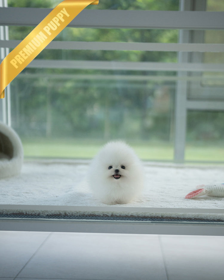 COCO - FEMALE - ROLLY TEACUP PUPPIES - TEACUP PUPPY FOR SALE