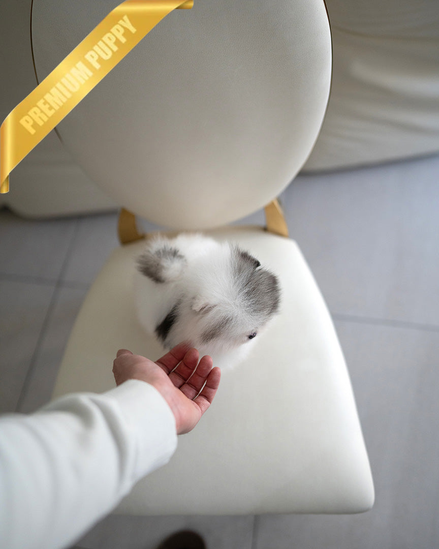 DIANA - FEMALE (PURCHASED by ROGER) - ROLLY TEACUP PUPPIES - TEACUP PUPPY FOR SALE