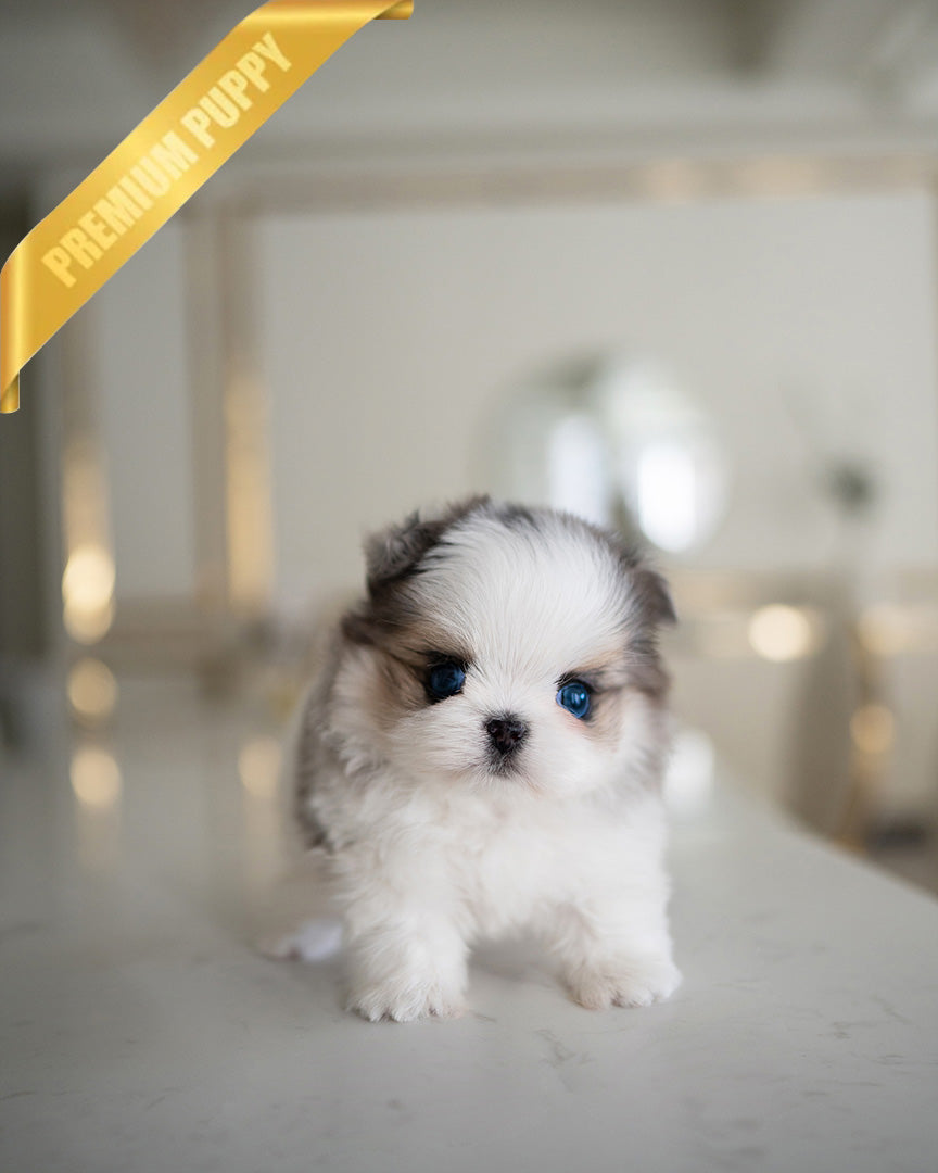 AARON - MALE (RESERVED by KIM)