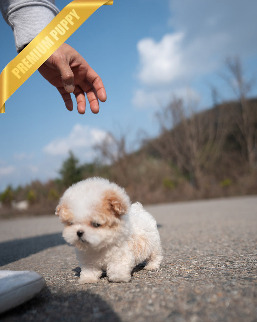 NUGGET - MALE - ROLLYPUPS OFFICIAL