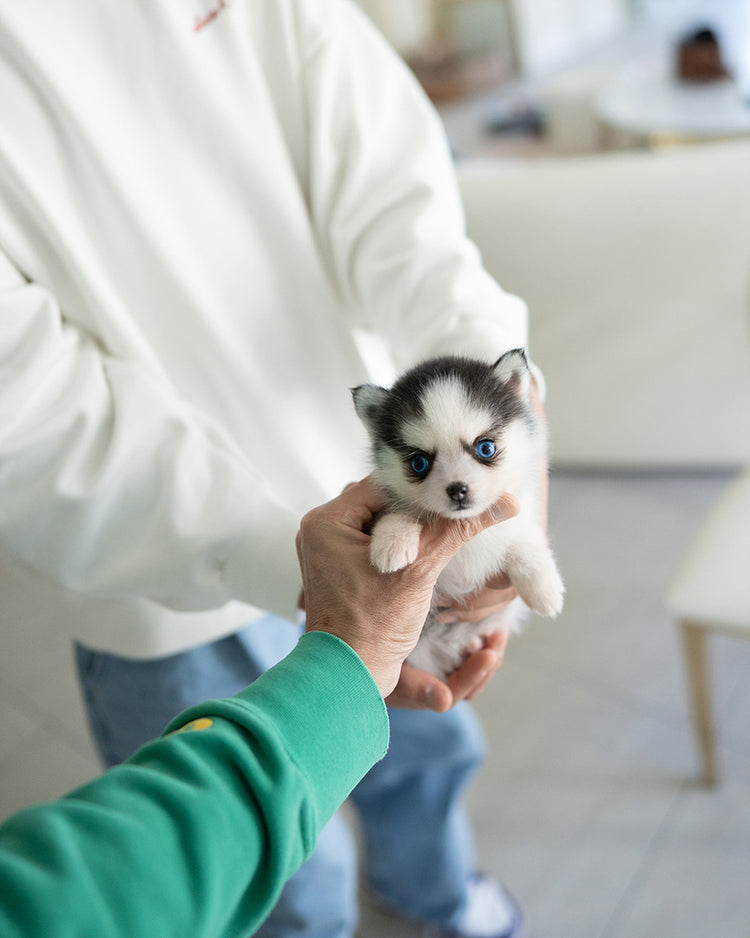 NANA - FEMALE (PURCHASED by FATIMA) - ROLLYPUPS OFFICIAL