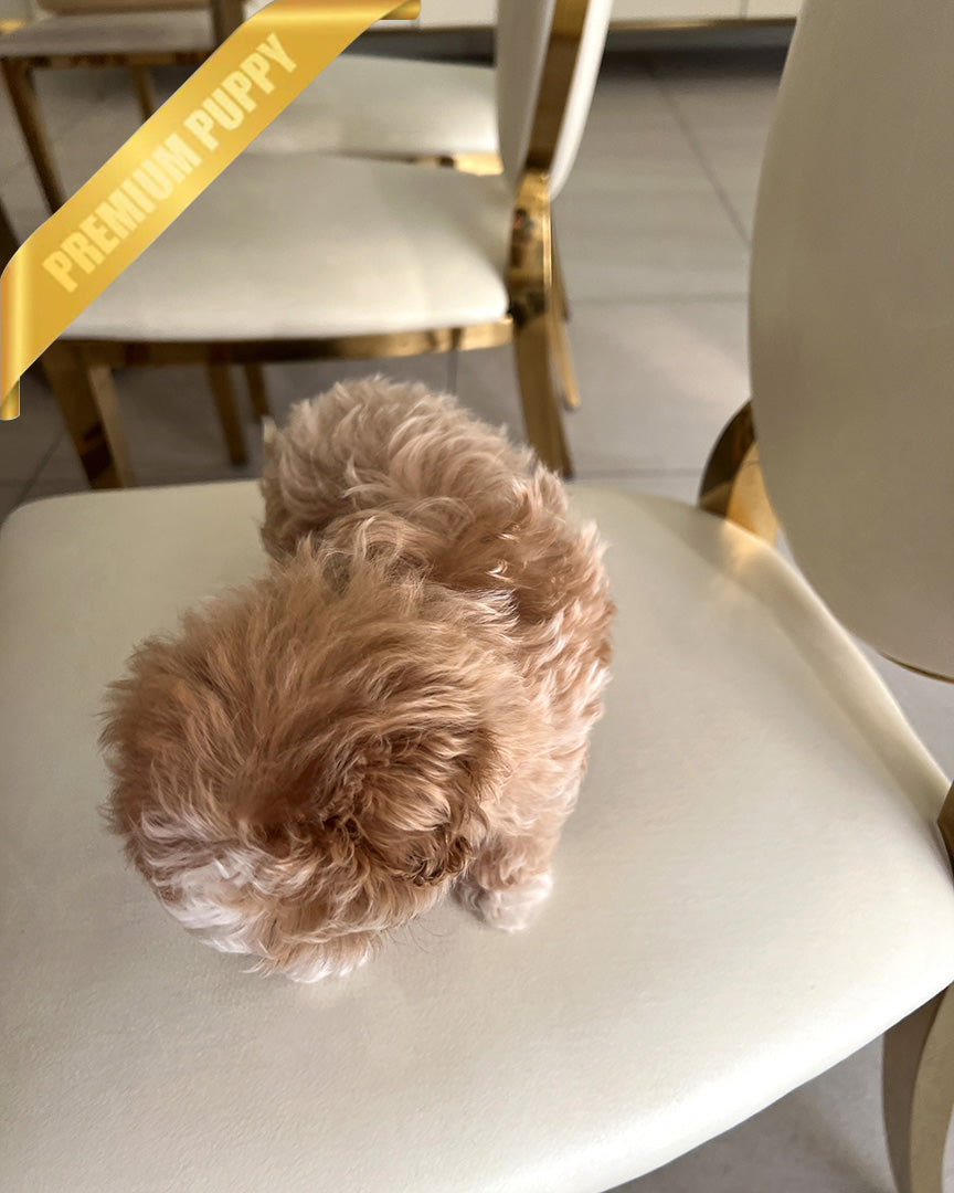 MARCO - MALE (RESERVED by LEE)