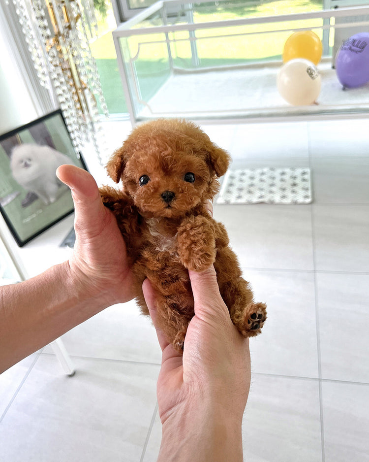 MONTY - MALE - ROLLY TEACUP PUPPIES - TEACUP PUPPY FOR SALE