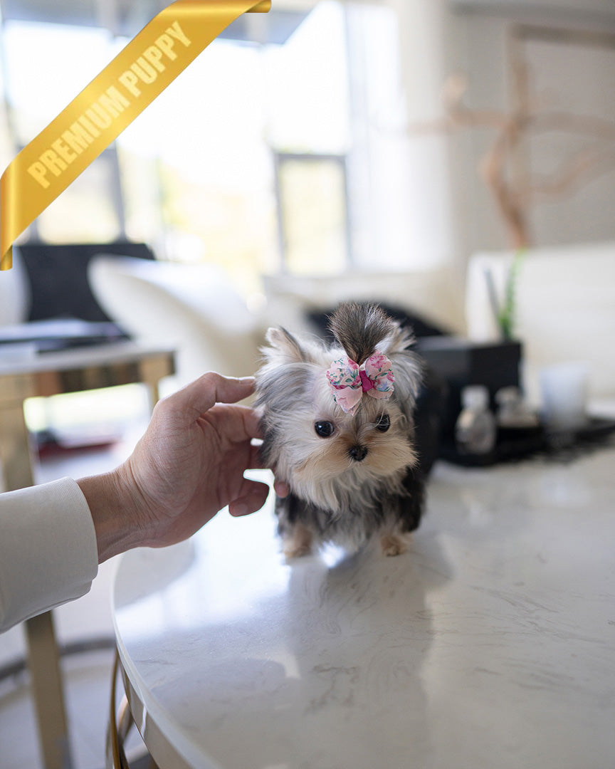 LILIANA - FEMALE (RESERVED by TOMMY) - ROLLY TEACUP PUPPIES - TEACUP PUPPY FOR SALE