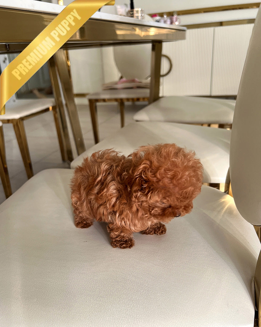 SIENNA - FEMALE (PURCHASED by NICOLE)