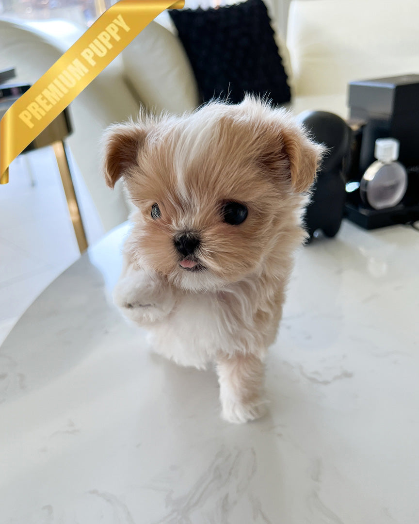 CHLOE - FEMALE - ROLLY TEACUP PUPPIES - TEACUP PUPPY FOR SALE