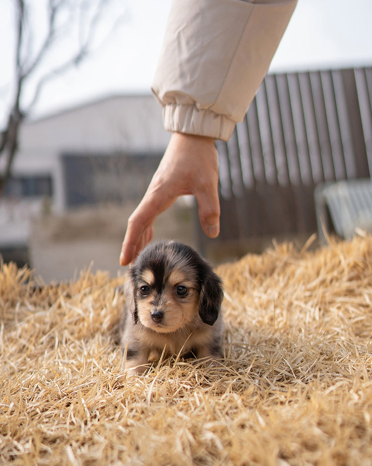 MABLE - FEMALE - ROLLYPUPS OFFICIAL