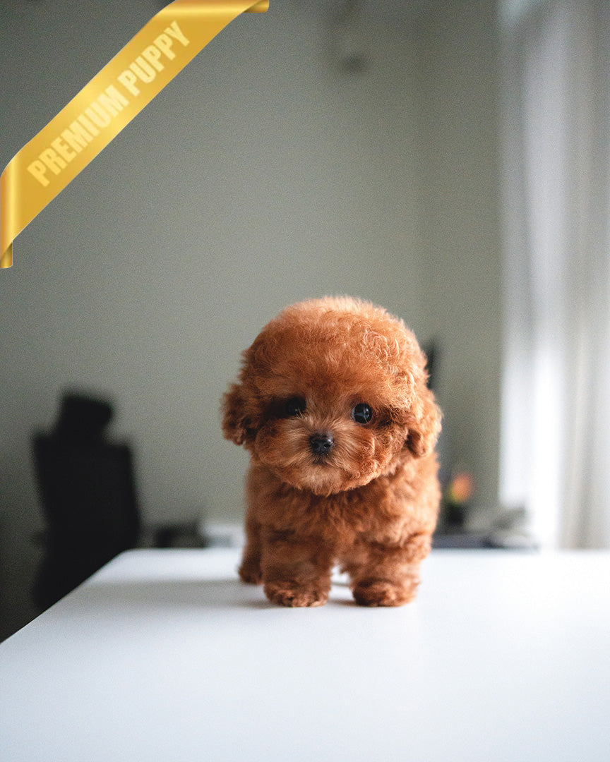 NUGGET - MALE