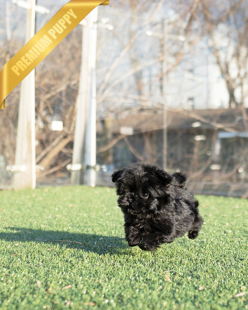 HUGO - MALE (RESERVED by LOURDES) - ROLLY TEACUP PUPPIES - TEACUP PUPPY FOR SALE