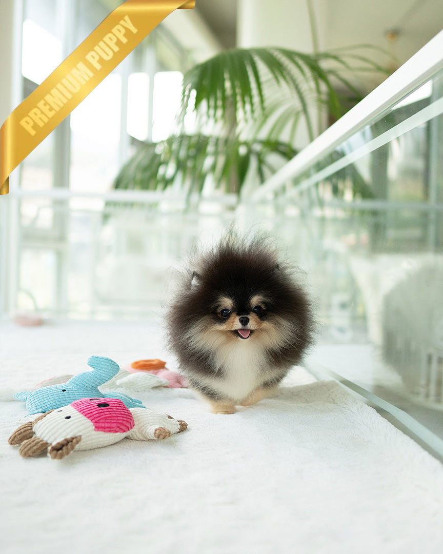 ONYX - MALE - ROLLY TEACUP PUPPIES - TEACUP PUPPY FOR SALE
