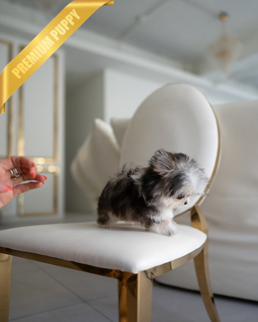 ROCKO - MALE (PURCHASED by JENNIFER)