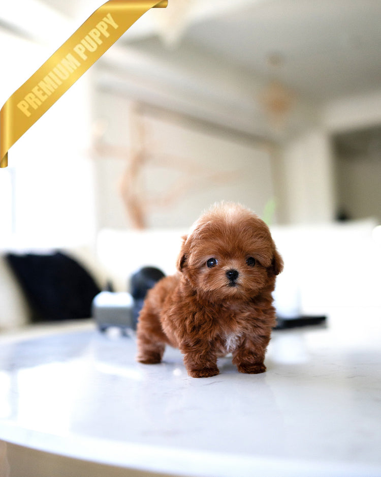 LUCY - FEMALE (PURCHASED by DEIDRE) - ROLLY TEACUP PUPPIES - TEACUP PUPPY FOR SALE