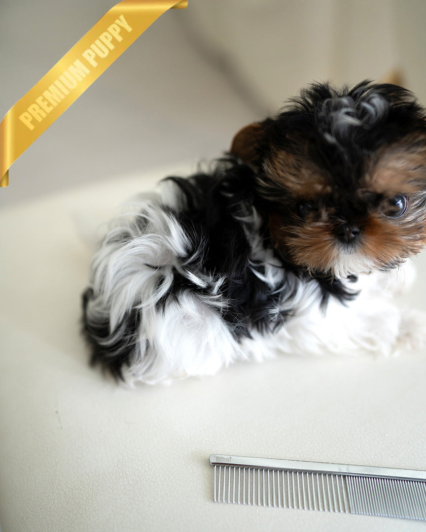 CELINE - FEMALE (RESERVED by ASHLEY)