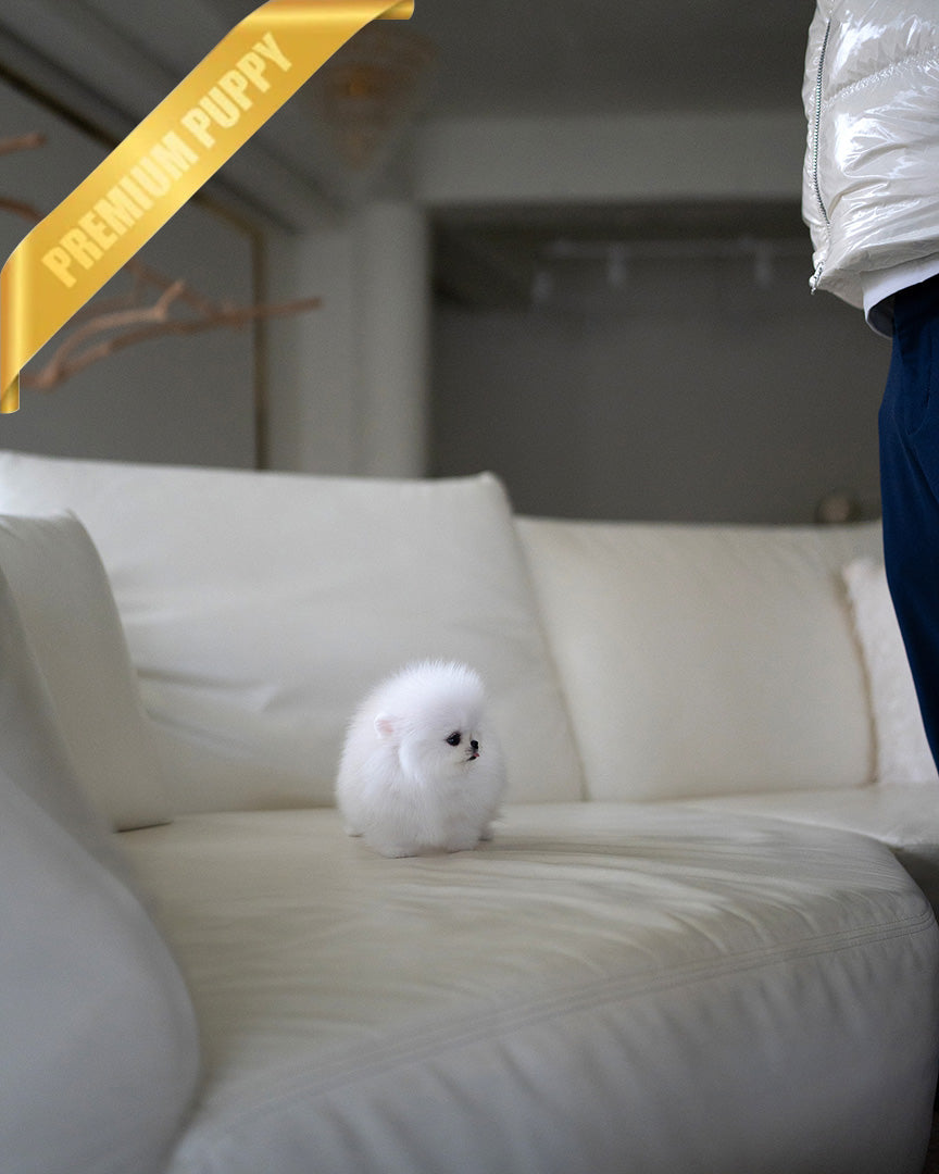 MOCHI - FEMALE (PURCHASED by TELISHA)