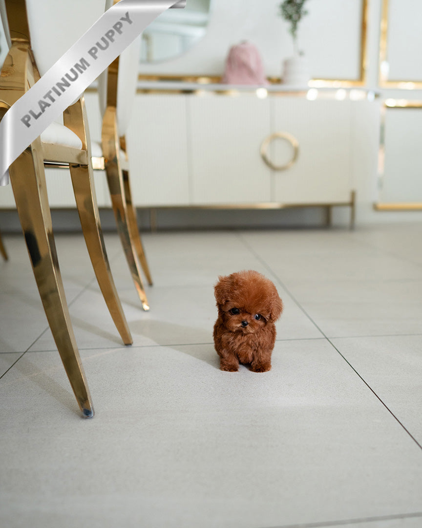 MELNA - FEMALE (RESERVED by LIAM)