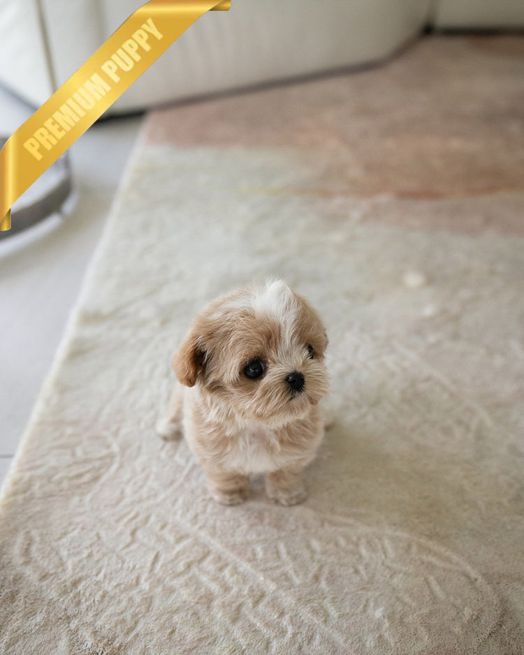 VIVI - FEMALE (PURCHASED by ELINA) - ROLLY TEACUP PUPPIES - TEACUP PUPPY FOR SALE