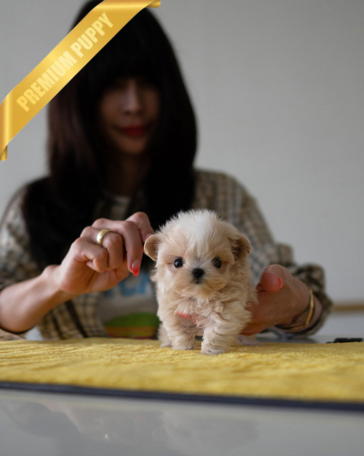 LULU - FEMALE - ROLLY TEACUP PUPPIES - TEACUP PUPPY FOR SALE