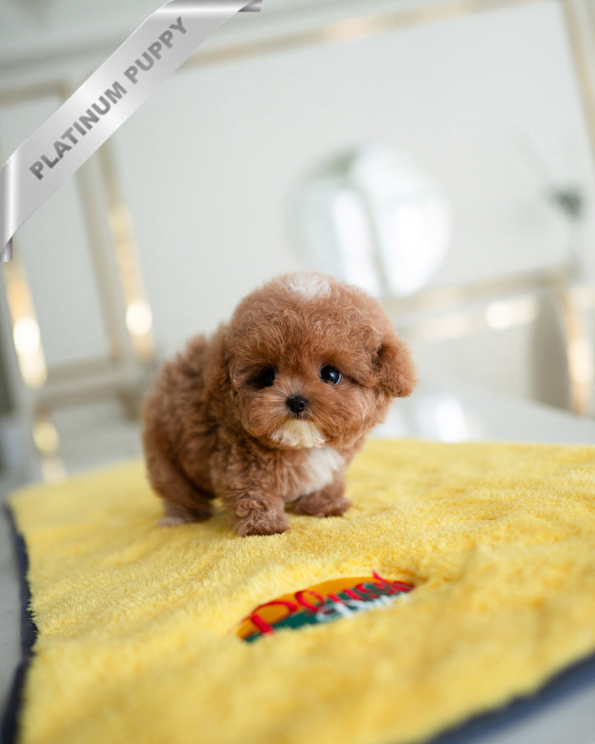 AGATHA - FEMALE - ROLLY TEACUP PUPPIES - TEACUP PUPPY FOR SALE