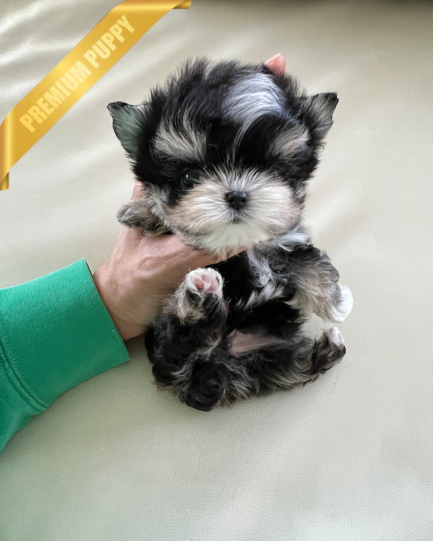 MARLEY - MALE - ROLLYPUPS OFFICIAL