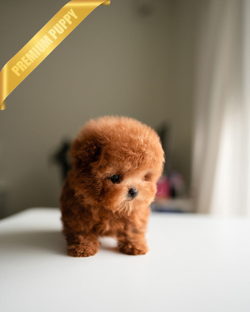 NUGGET - MALE (RESERVED by JANELLE)