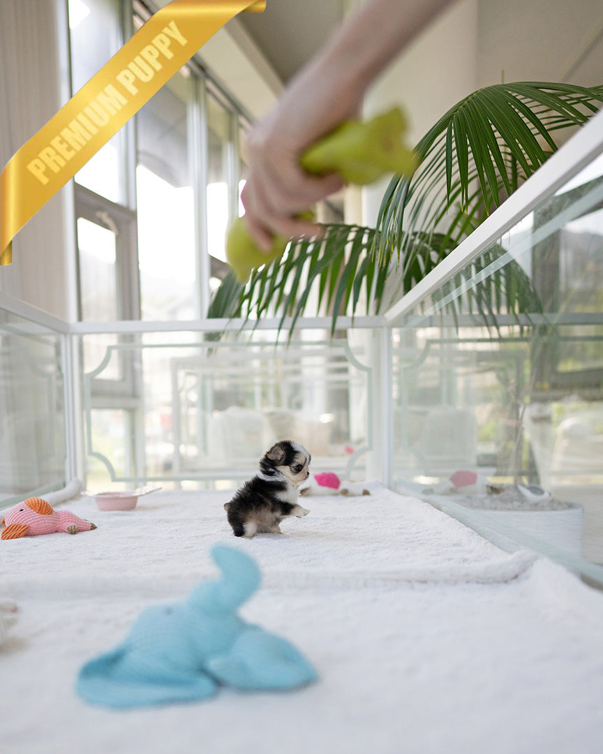 PICO - MALE - ROLLY TEACUP PUPPIES - TEACUP PUPPY FOR SALE