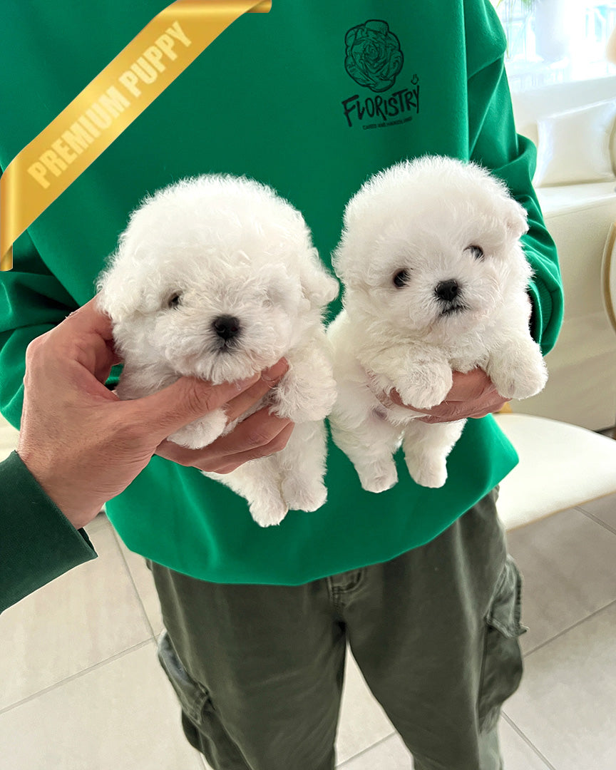 BRUNO & BELLA  - MALE & FEMALE - ROLLYPUPS OFFICIAL