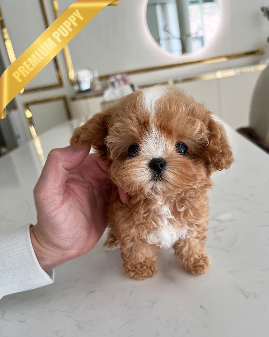 JESSICA - FEMALE (RESERVED by ROSANNE) - ROLLY TEACUP PUPPIES - TEACUP PUPPY FOR SALE