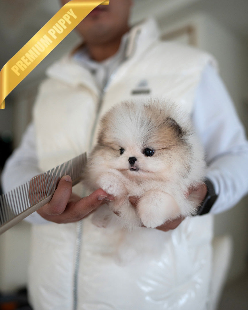 KYLE - MALE (PURCHASED by ASHCON)