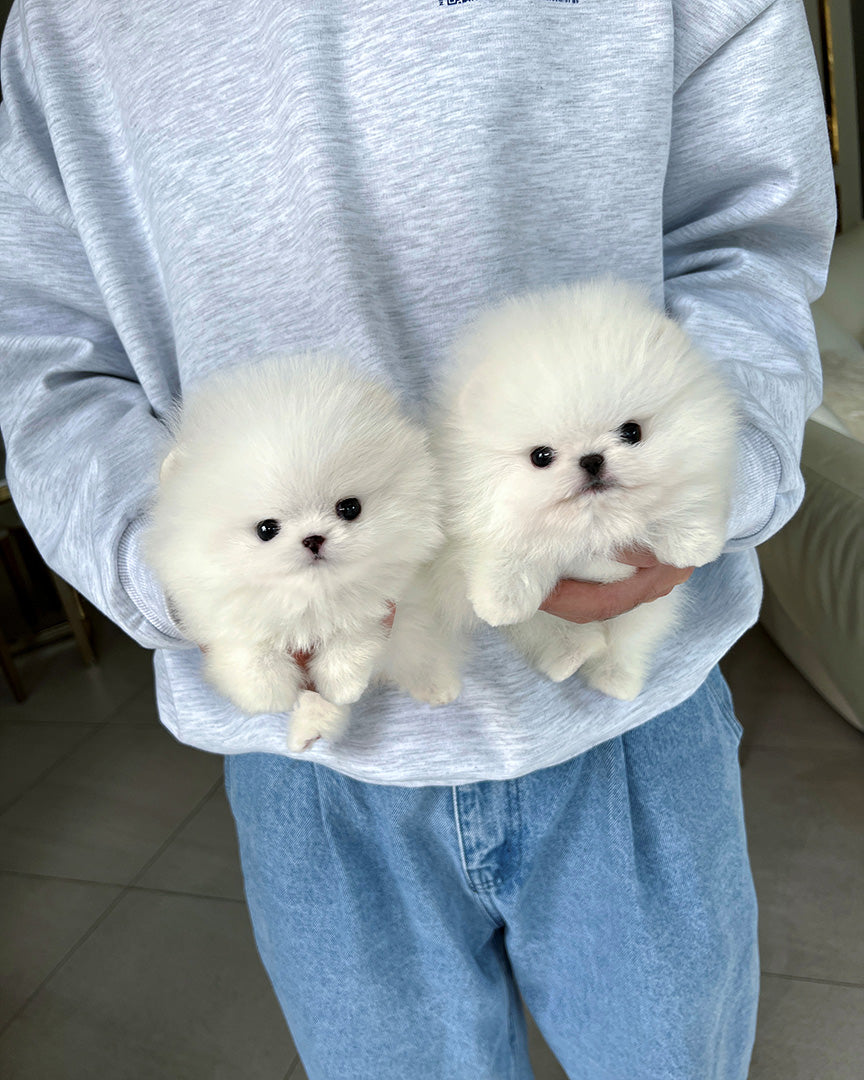 CLOUD & FLUFFY - FEMALE & MALE - ROLLYPUPS OFFICIAL