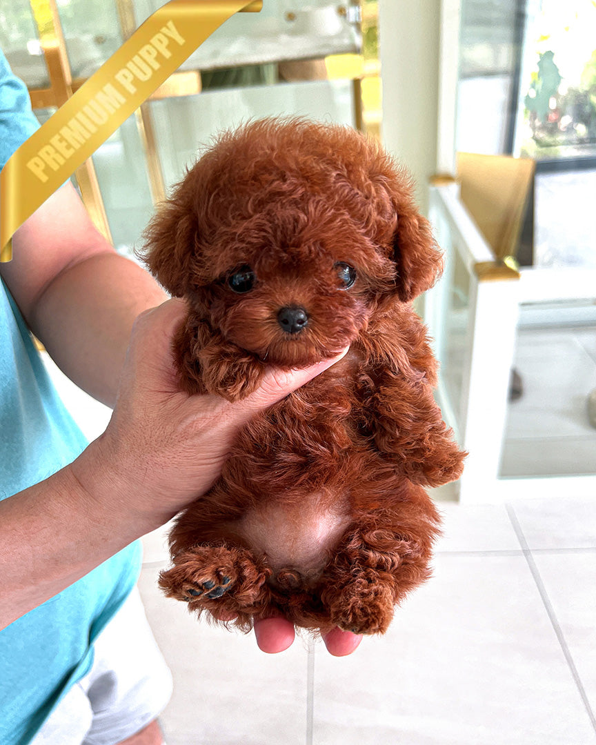 AMBER - FEMALE (RESERVED by MARIA) - ROLLY TEACUP PUPPIES - TEACUP PUPPY FOR SALE
