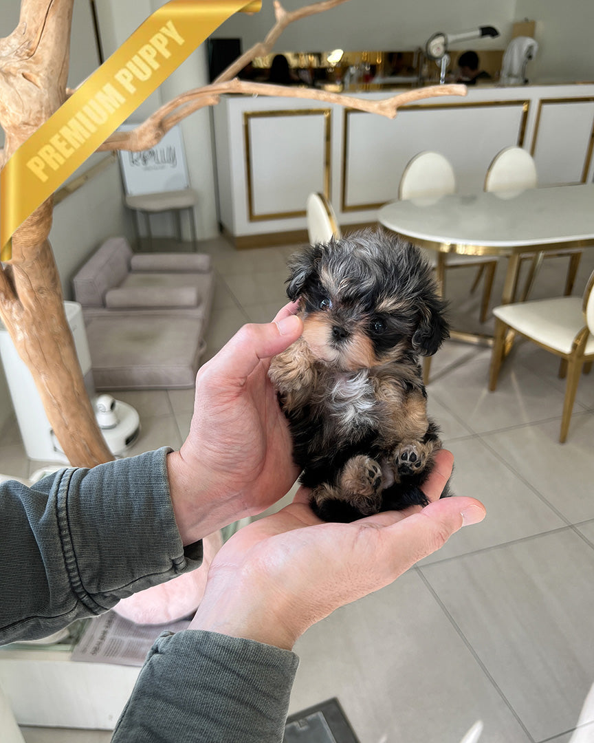 NOAH - MALE - ROLLY TEACUP PUPPIES - TEACUP PUPPY FOR SALE