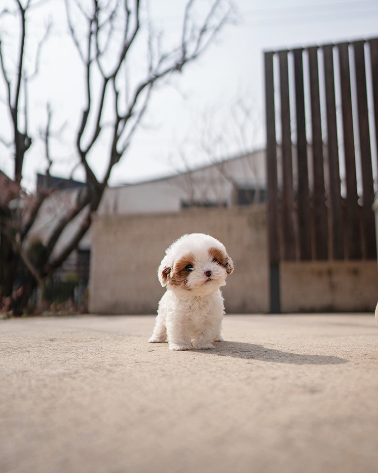 LATTE - FEMALE - ROLLYPUPS OFFICIAL