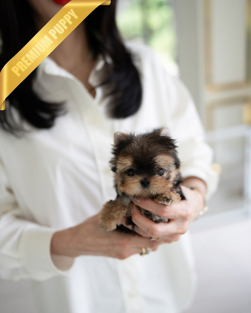 TOTO - MALE (PURCHASED by MONIKA)