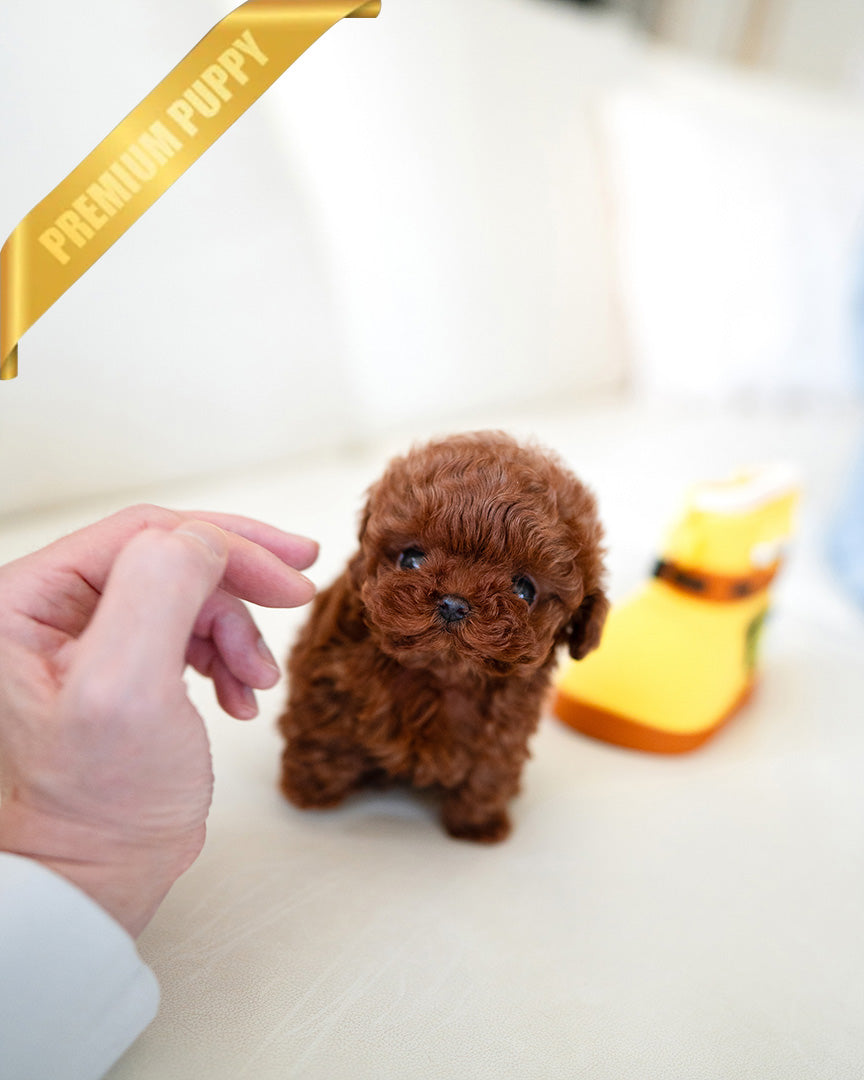 JENNIE - FEMALE (PURCHASED by MARIE) - ROLLY TEACUP PUPPIES - TEACUP PUPPY FOR SALE