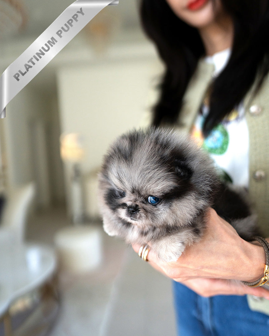 ASPEN - MALE (PURCHASED by NALAE)