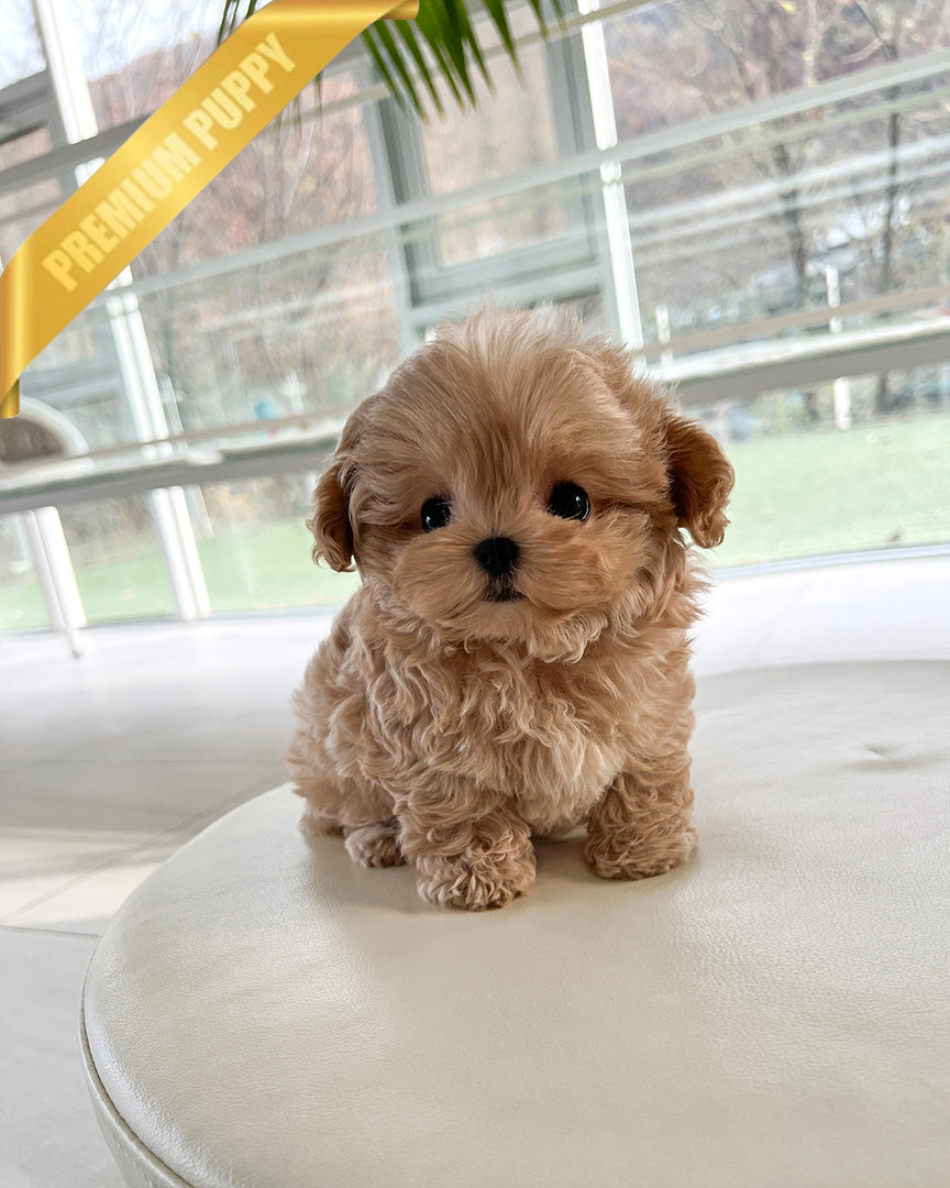 AUSTIN - MALE (PURCHASED by BLANCA)