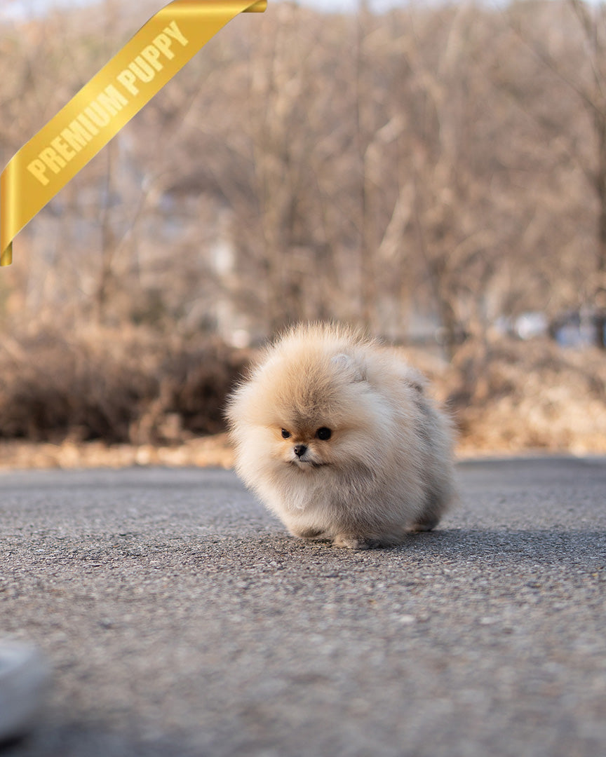 FERGUS - MALE (PURCHASED by CHARLES) - ROLLYPUPS OFFICIAL