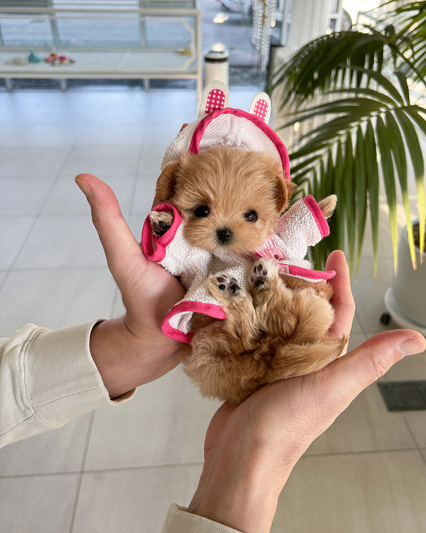 GIGI - FEMALE (RESERVED by GENEVIEVE) - ROLLY TEACUP PUPPIES - TEACUP PUPPY FOR SALE