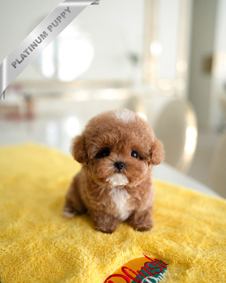 AGATHA - FEMALE - ROLLY TEACUP PUPPIES - TEACUP PUPPY FOR SALE