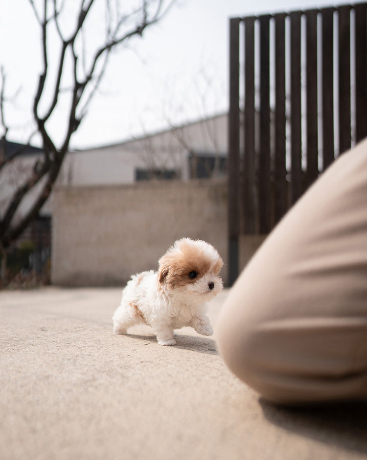 COFFEE - MALE - ROLLYPUPS OFFICIAL