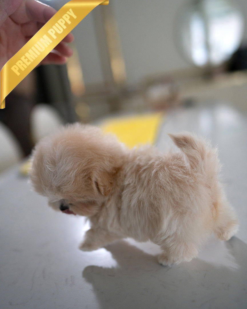 VIVI - FEMALE (RESERVED by CHANG)