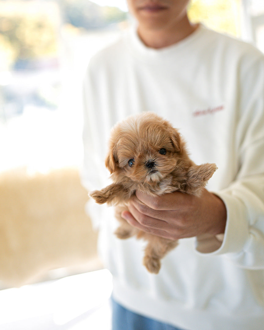 GAVIN - MALE (PURCHASED by JUN) - ROLLYPUPS OFFICIAL