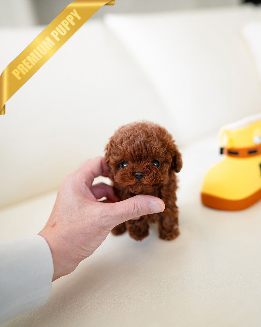 JENNIE - FEMALE (PURCHASED by MARIE) - ROLLY TEACUP PUPPIES - TEACUP PUPPY FOR SALE