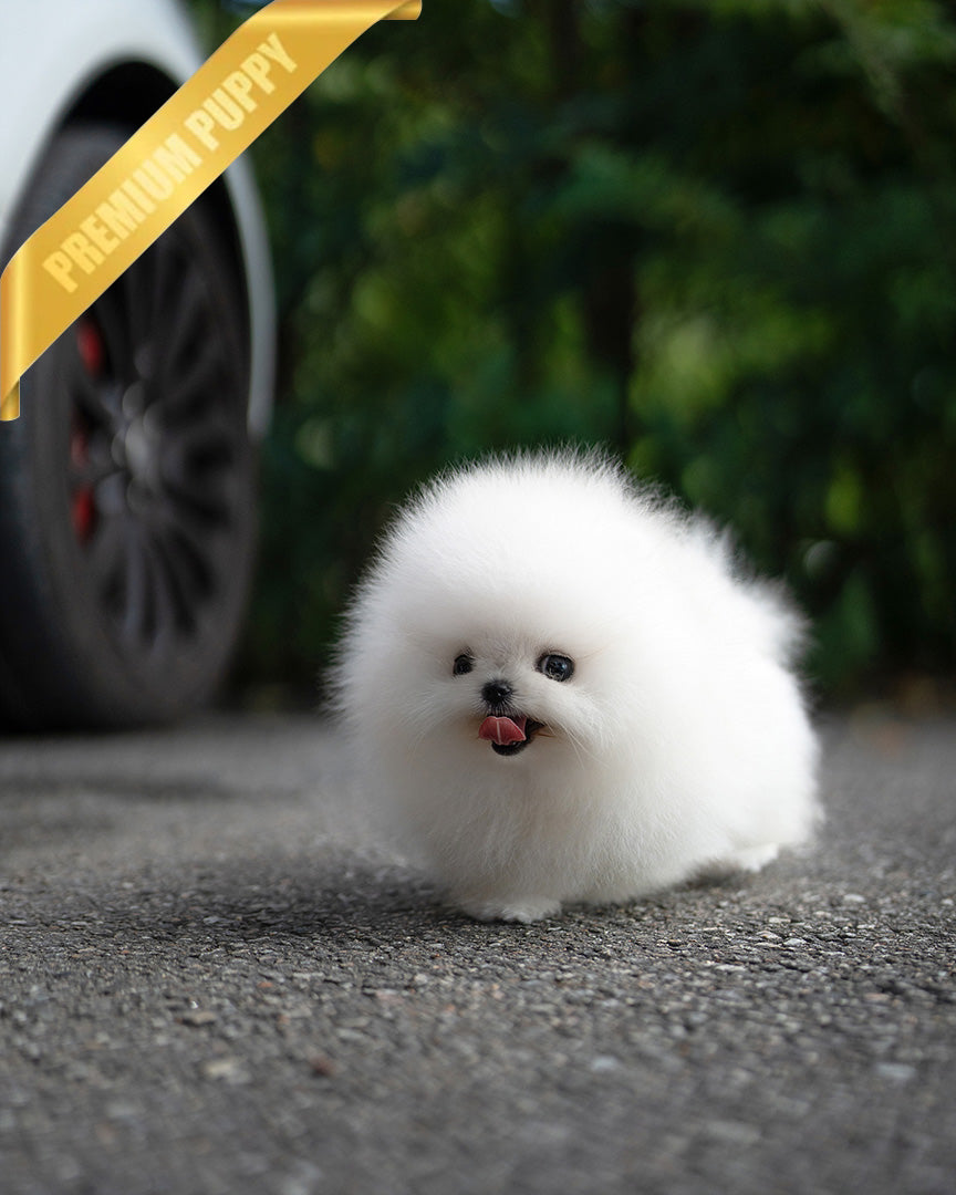 COCO - FEMALE - ROLLY TEACUP PUPPIES - TEACUP PUPPY FOR SALE