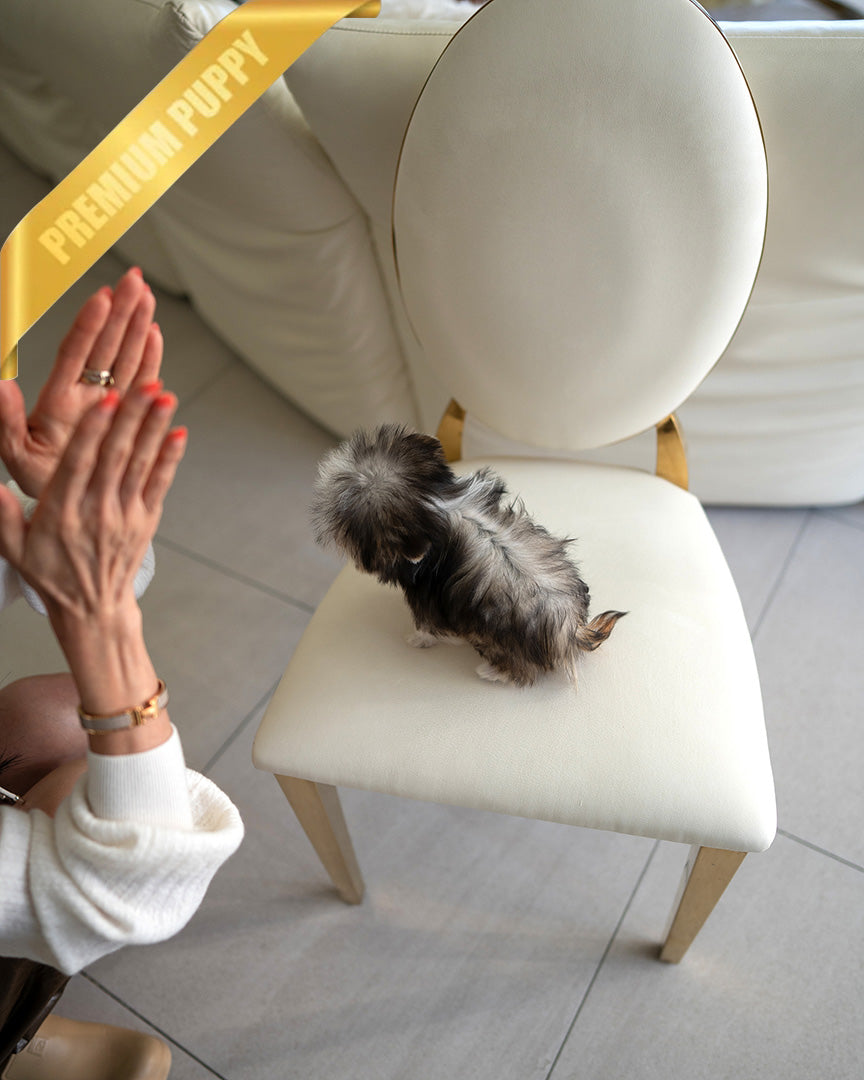 ROCKO - MALE (PURCHASED by JENNIFER)