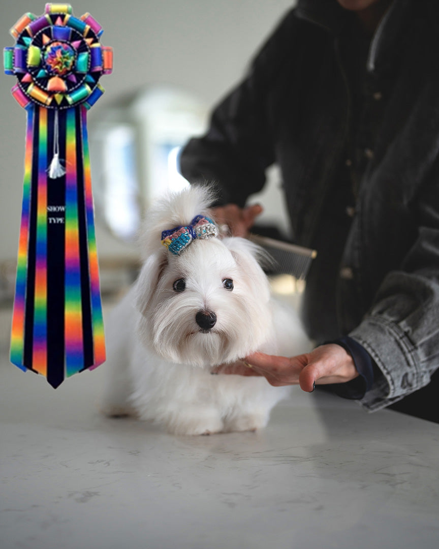 LACEY - FEMALE - ROLLY TEACUP PUPPIES