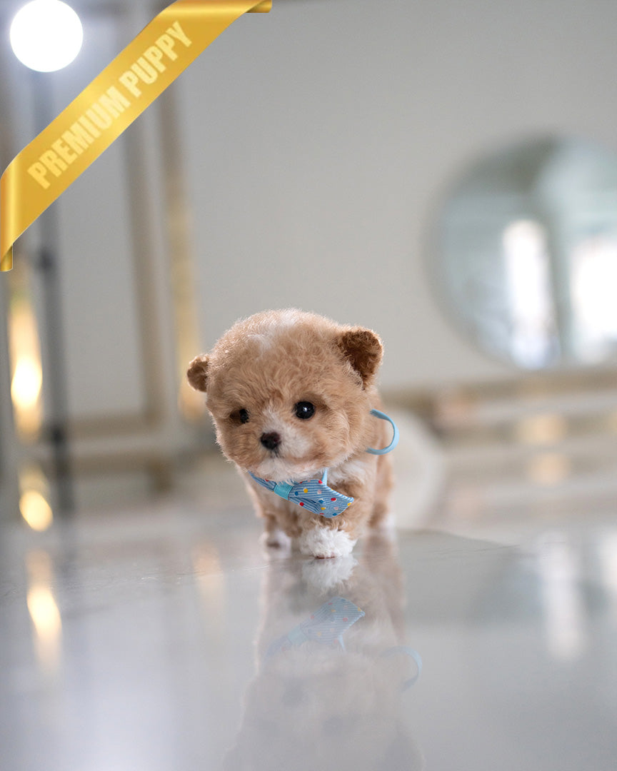 Rolly teacup 2024 puppies reviews