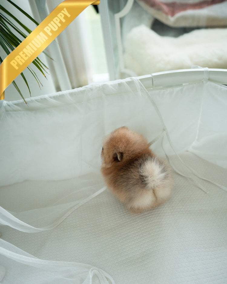BUTTERS - FEMALE (PURCHASED by PETRINA) - ROLLY TEACUP PUPPIES - TEACUP PUPPY FOR SALE